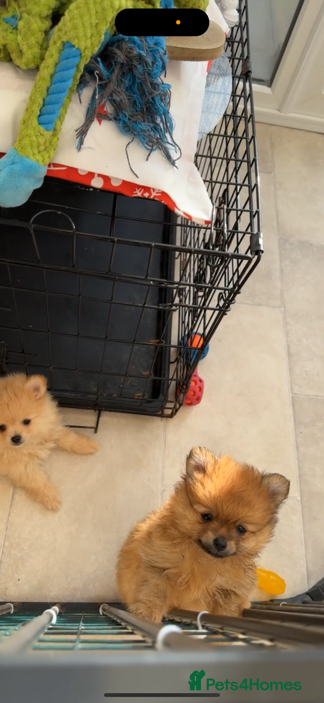 Pomeranian dogs for sale: One female for sale  - Image 8