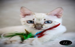 Bengal cats for sale: Beautiful Silver Lynx Bengal Kitten - Image 1