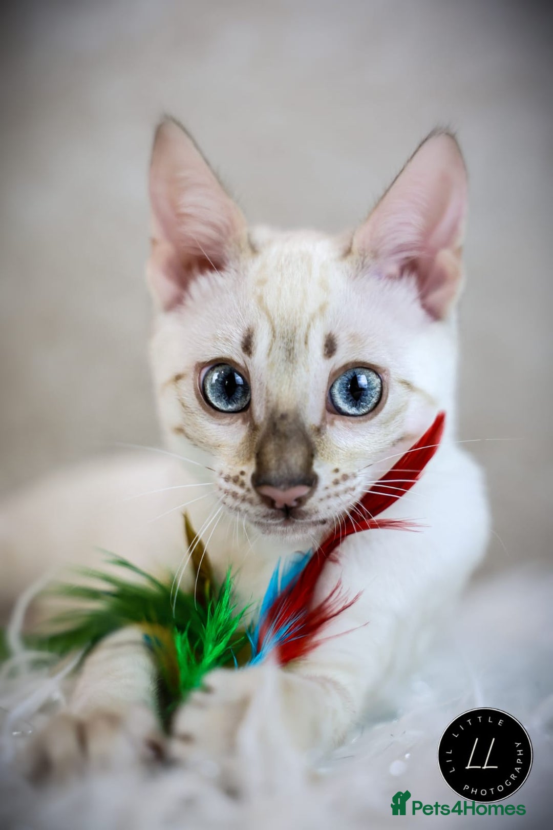 Bengal cats for sale: Beautiful Silver Lynx Bengal Kitten - Image 1