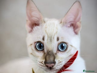 Bengal cats - Advert 5