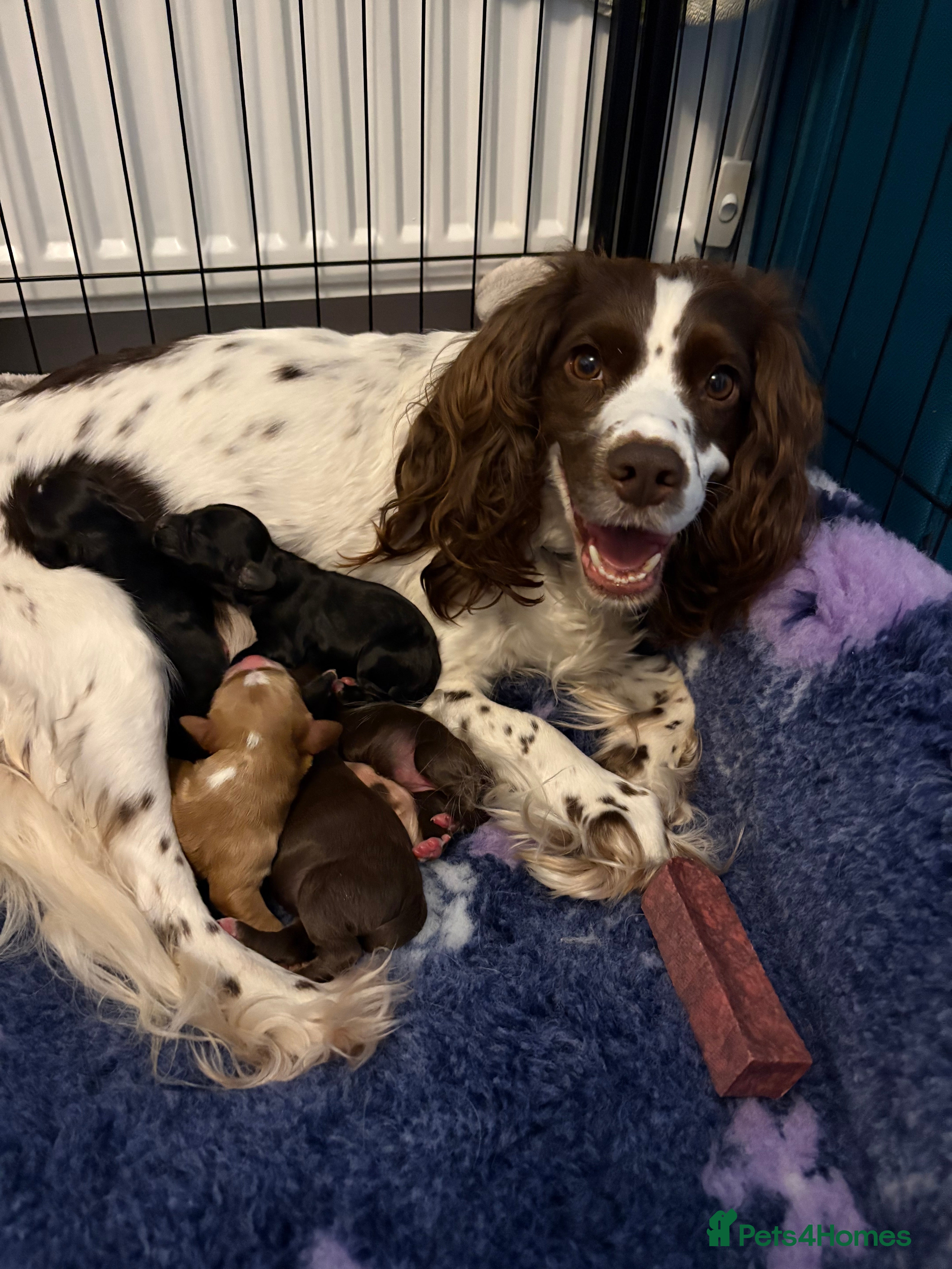 Cocker Spaniel dogs Gorgeous Cocker Spaniel Puppies - Advert 1