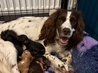 Cocker Spaniel dogs Gorgeous Cocker Spaniel Puppies - Advert 1