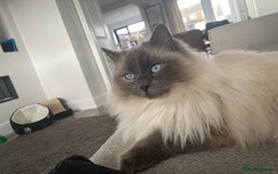 Ragdoll cats for sale: Female ragdoll 6 years old  - Image 1