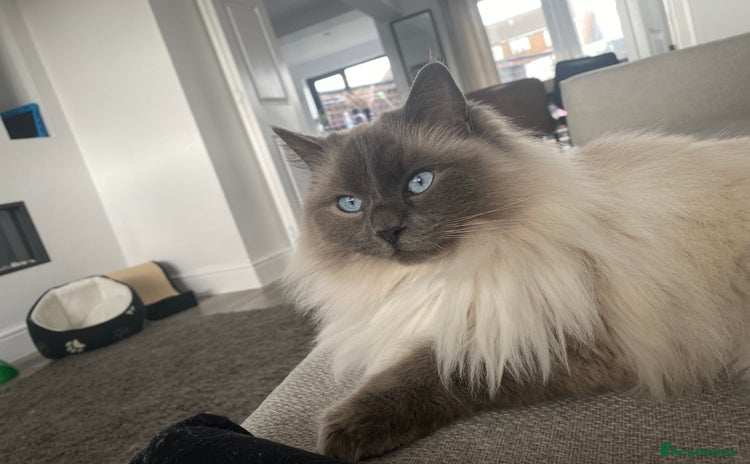Ragdoll cats - Advert 15
