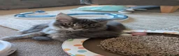 Maine Coon cats for sale: 3 male Mainecoons  - Advert 11