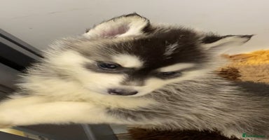 Siberian Husky dogs - Advert 1