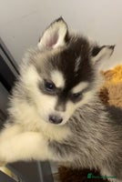 Siberian Husky dogs - Advert 1