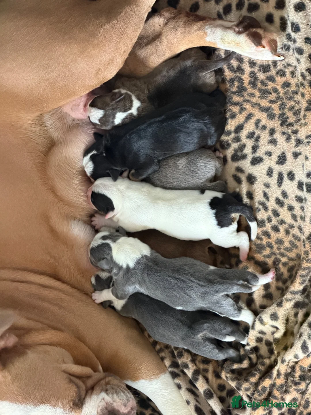 Olde English Bulldogge dogs for sale: Old English Bulldogge for sale in Doncaster - Advert 8