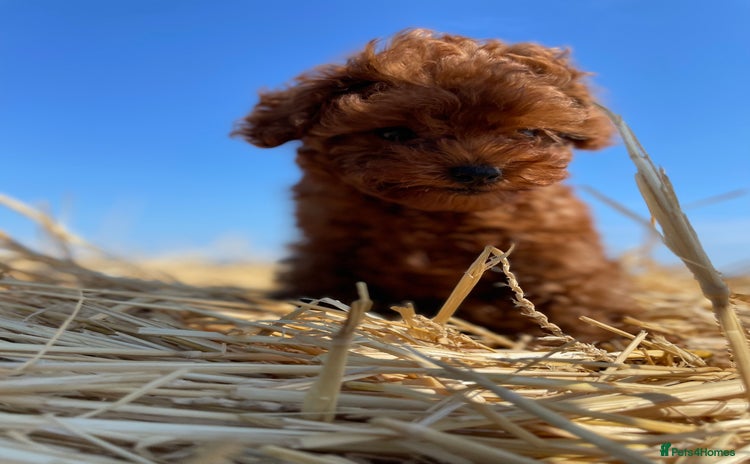 Toy Poodle dogs - Advert 4