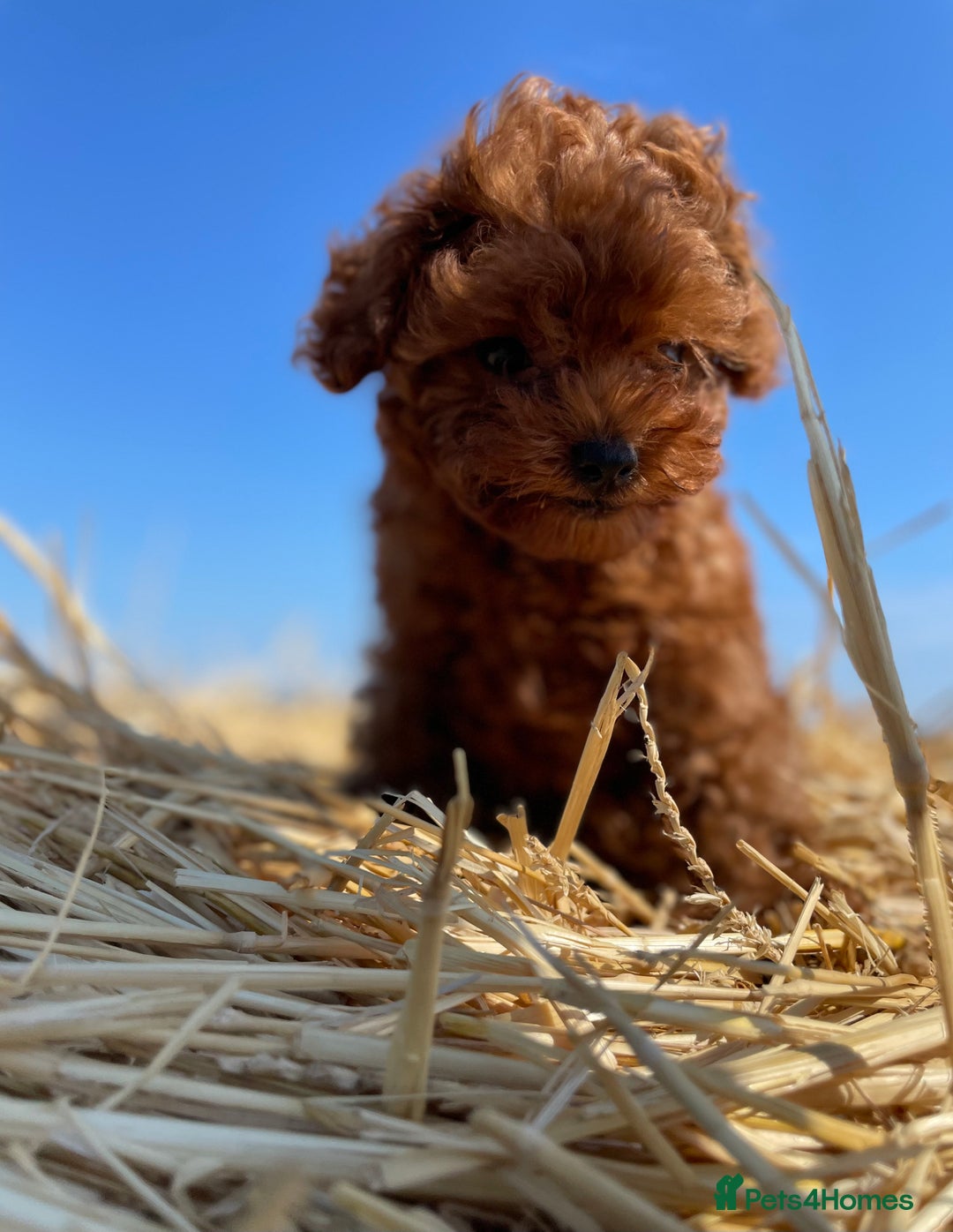 Toy Poodle dogs for sale: Toy Poodle Puppies–Asian Lines–Tiny Size - Image 1