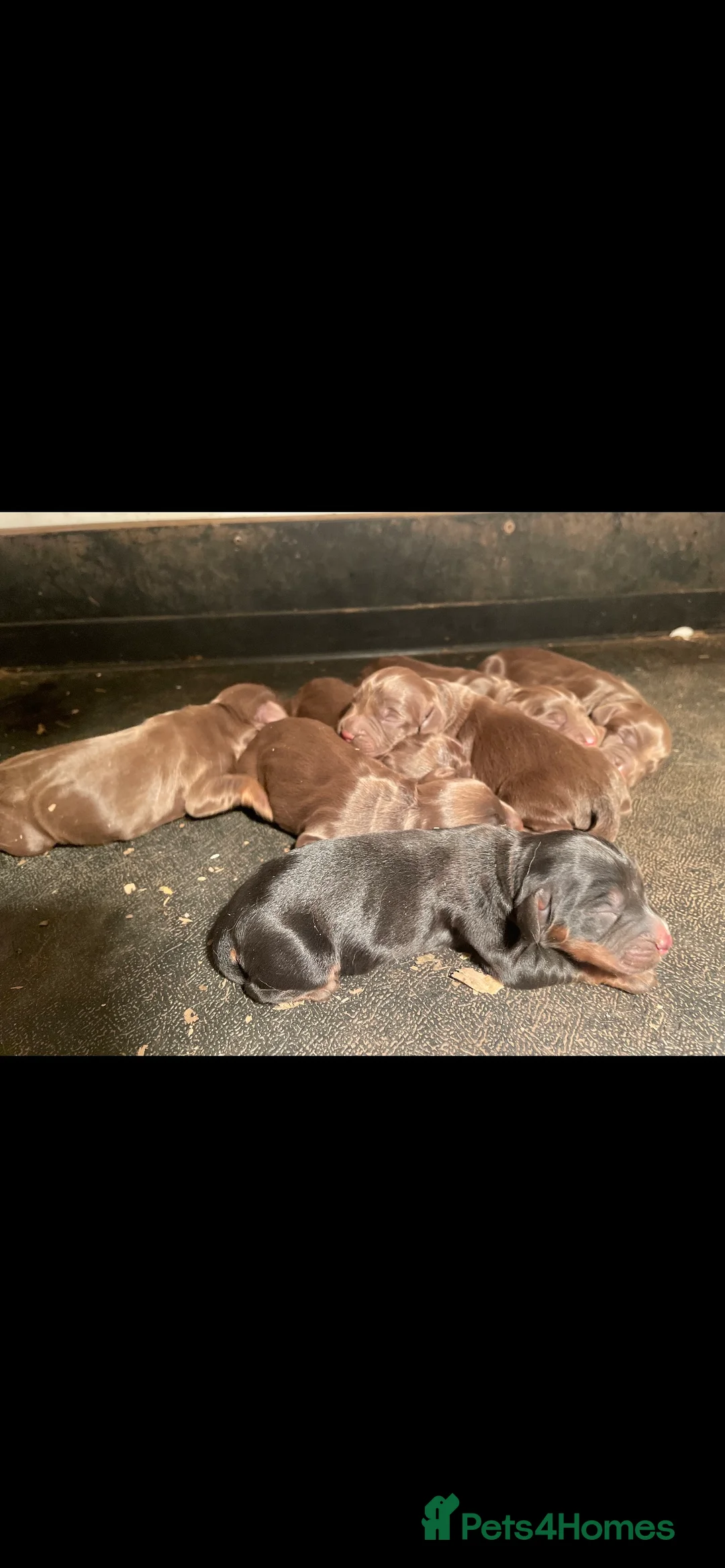 Cocker Spaniel dogs for stud: Fully Health tested Choc and tan working cocker. in Market Drayton - Advert 5