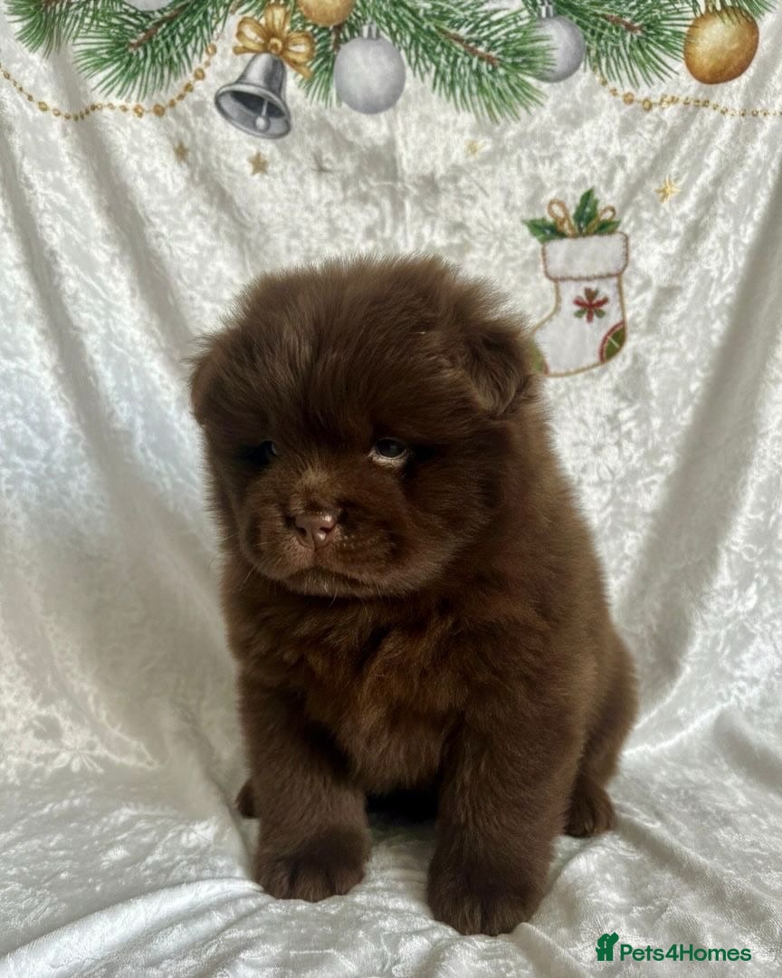 Chow Chow dogs Chow chow pups SMOOTH and FlUFFY coats  - Advert 2