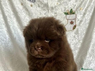 Chow Chow dogs Chow chow pups SMOOTH and FlUFFY coats - Advert 1