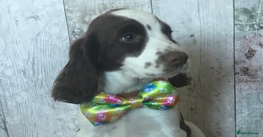 Cocker Spaniel dogs - Advert 3