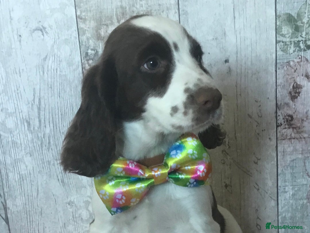 Cocker Spaniel dogs for sale: Well socialised Pedigree Cocker pups - Image 4