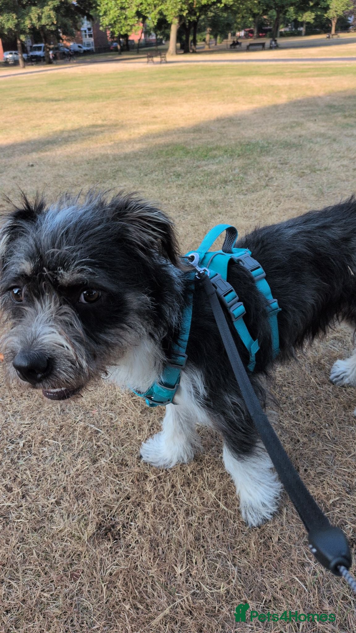 Mixed Breed dogs Mixed breed shi Tzu / jack Russell/terrier mix  - Advert 1