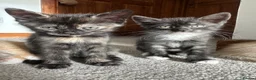 Mixed Breed cats for sale: Two beautiful boys - Advert 2