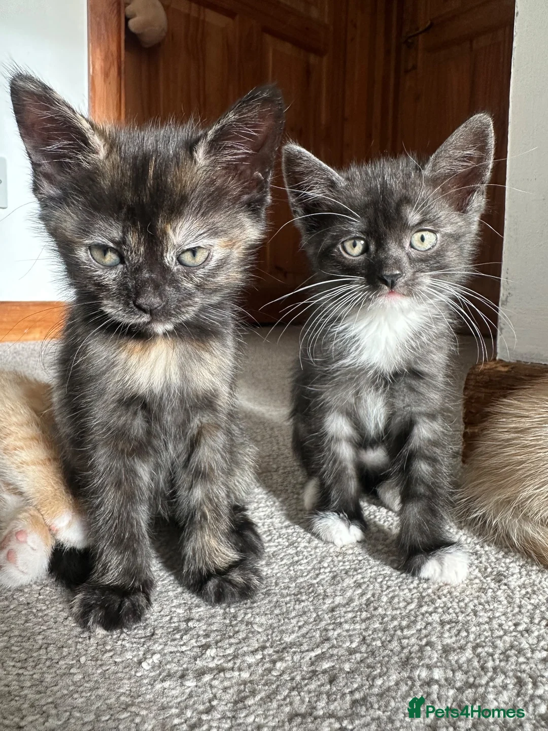 Mixed Breed cats for sale: Two beautiful boys - Advert 2
