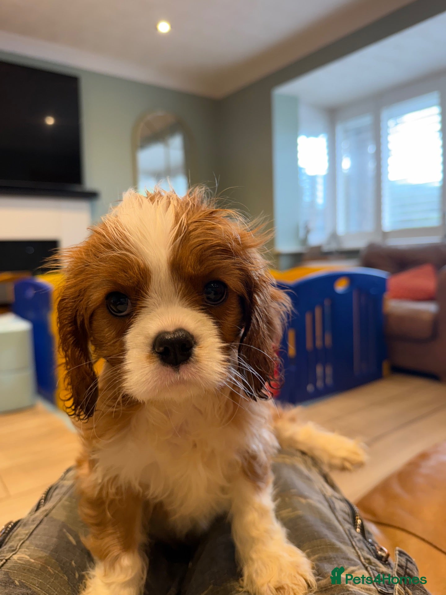 Cavalier King Charles Spaniel dogs KC reg 1 Blenhiem girl available - Advert 2