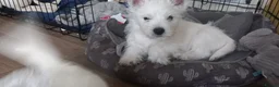 West Highland Terrier dogs for sale: Beautiful west Highland terriers  - Advert 6