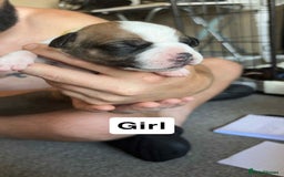 Mixed Breed dogs for sale: Staffy cross  - Image 4