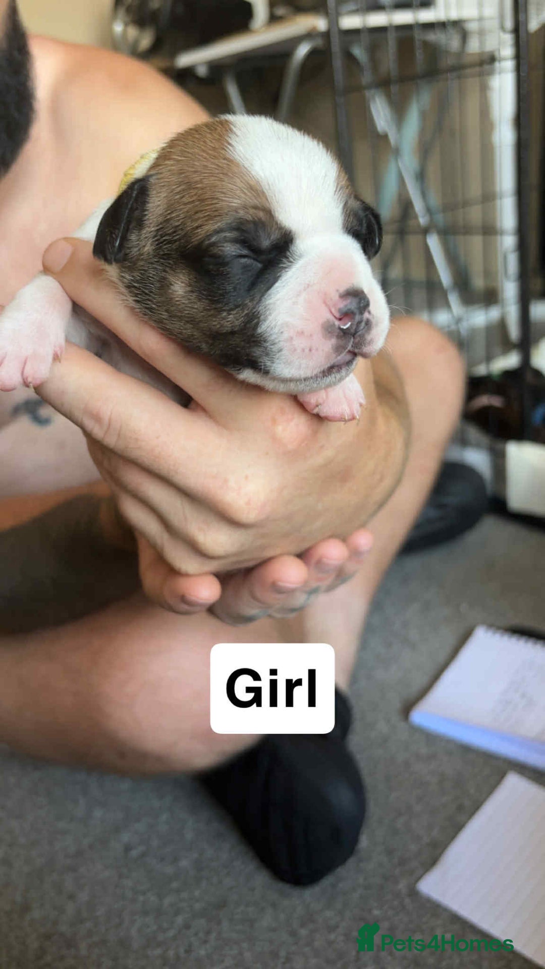 Mixed Breed dogs for sale: Staffy cross  - Image 4