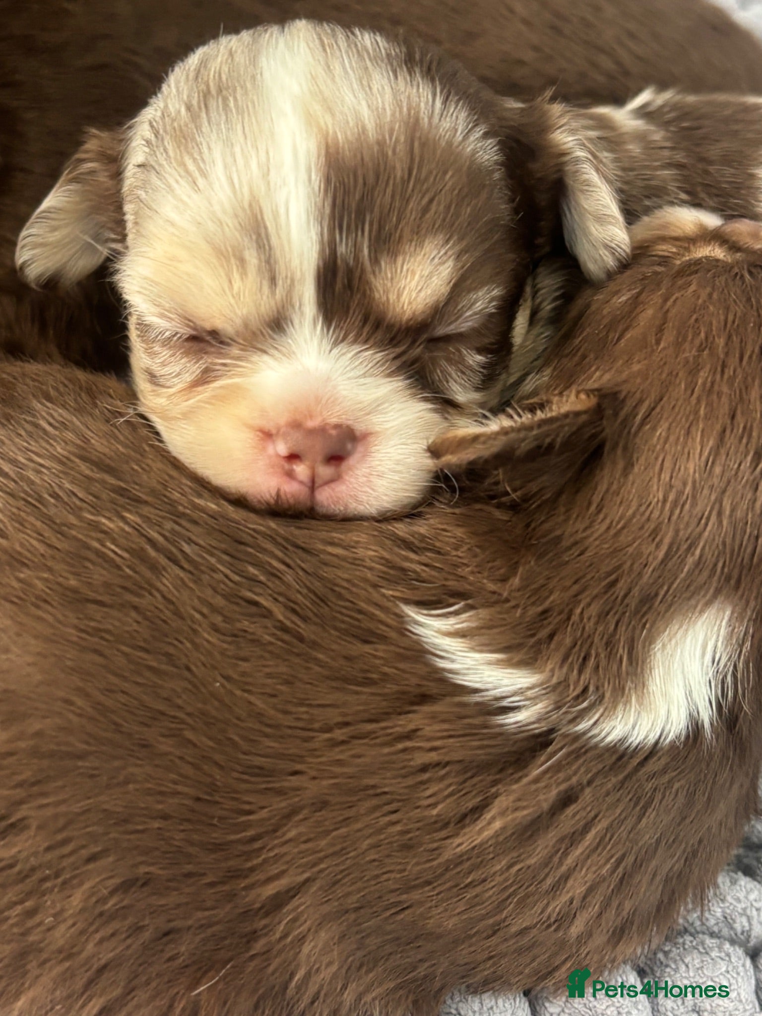 Chihuahua dogs Russian/thai Long coat chihuahua  - Advert 6