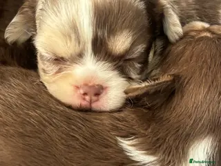 Chihuahua dogs Russian/thai Long coat chihuahua - Advert 6