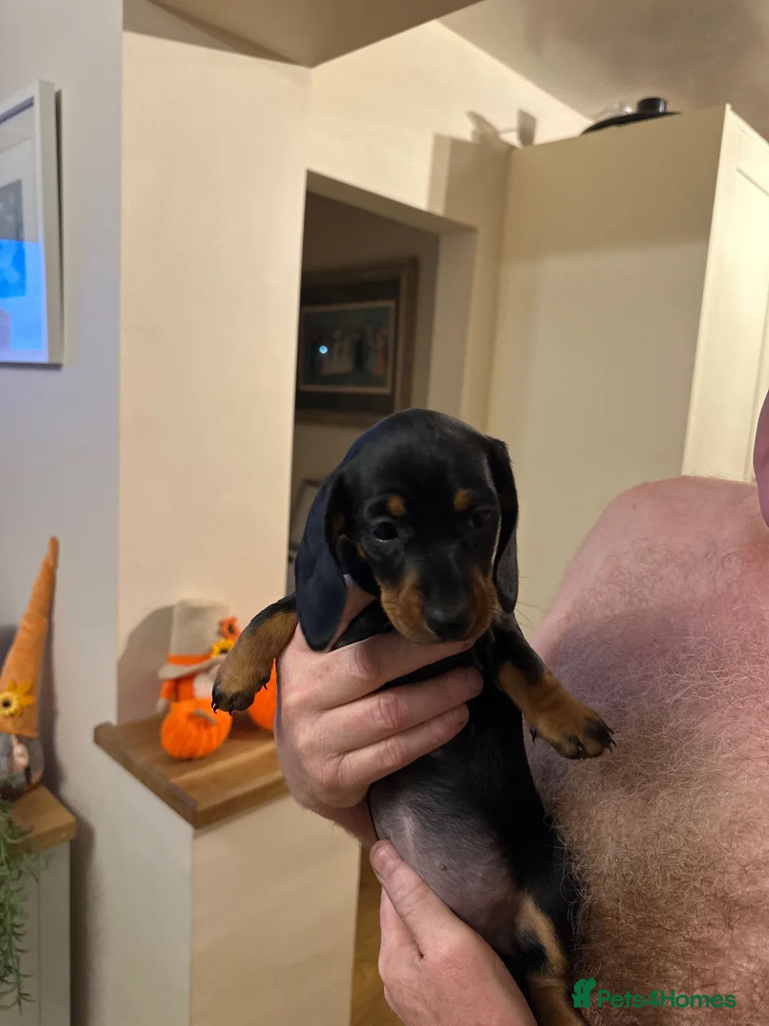 Dachshund dogs for sale: Dachshund puppies - Advert 1