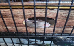 Rat rodents for sale: 4 male rats  - Image 3