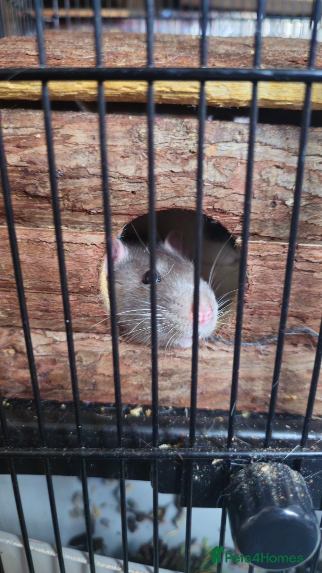 Rat rodents for sale: 4 male rats  - Image 3