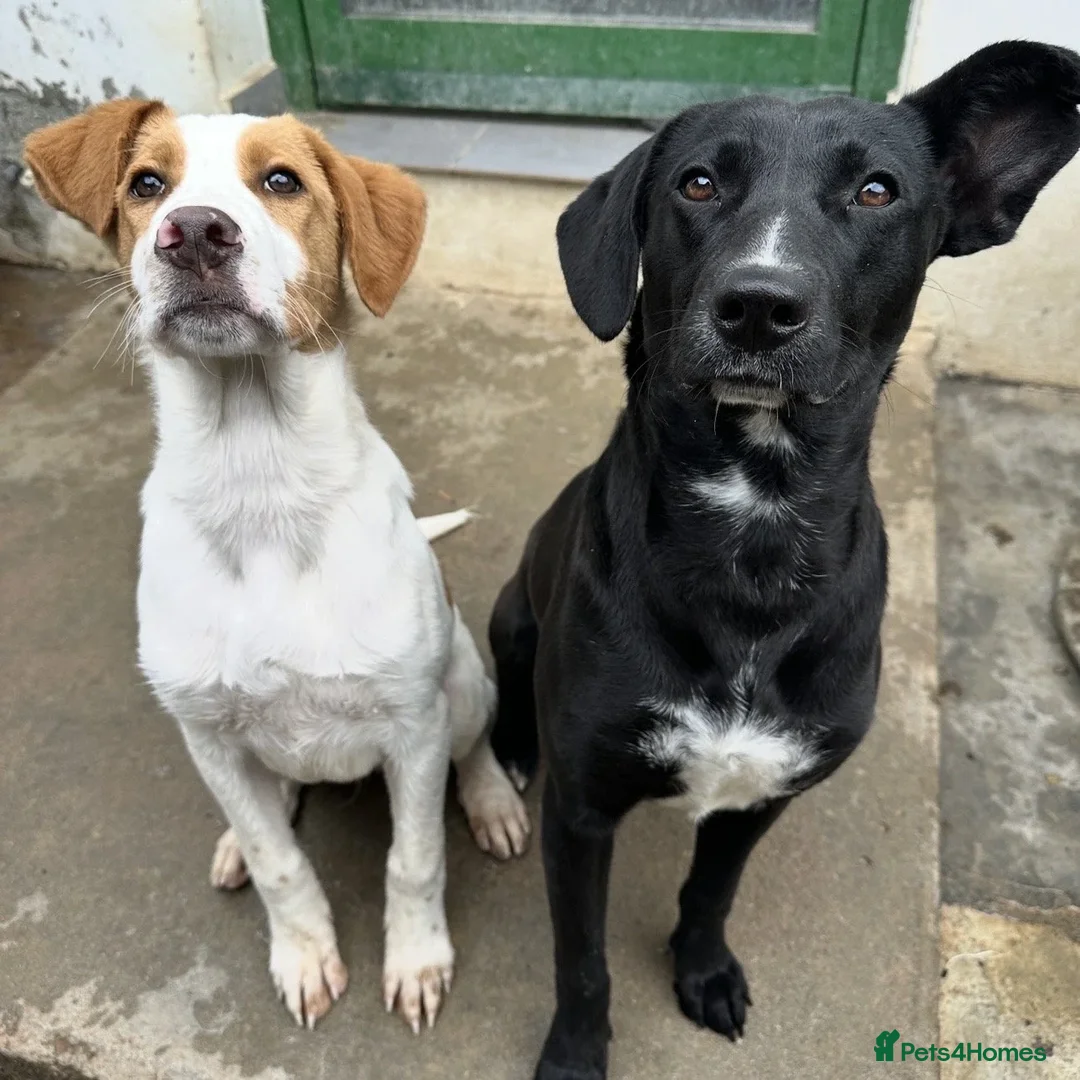 Mixed Breed dogs for adoption: Merlin - Advert 4