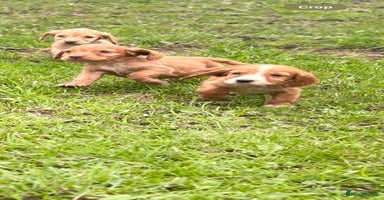 Cocker Spaniel dogs - Advert 5