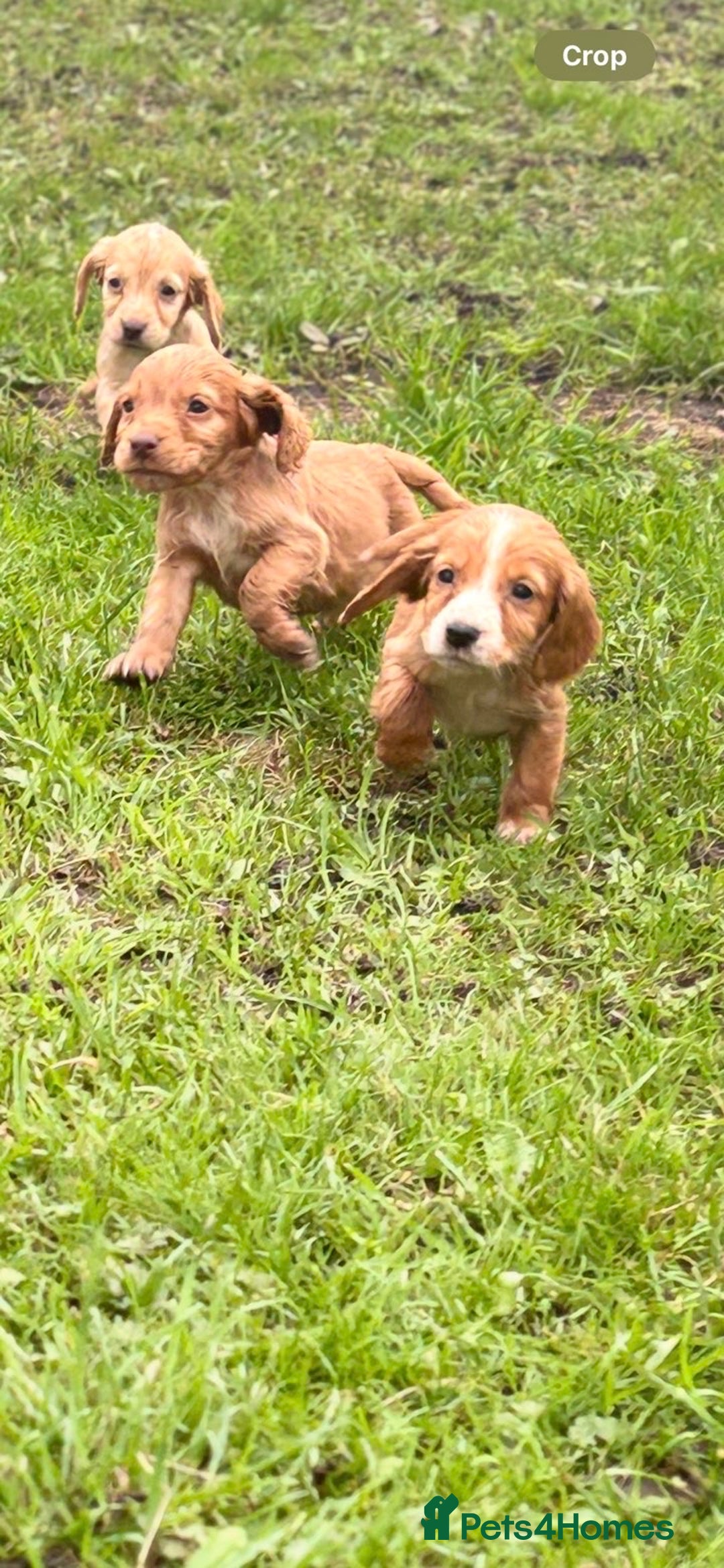 Cocker Spaniel dogs for sale: 7 gorgeous cocker spaniel puppies - Image 1