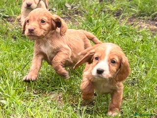 Cocker Spaniel dogs - Advert 16