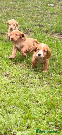 Cocker Spaniel dogs - Advert 11