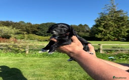 Cocker Spaniel dogs for sale: Working cocker spaniel - Image 19