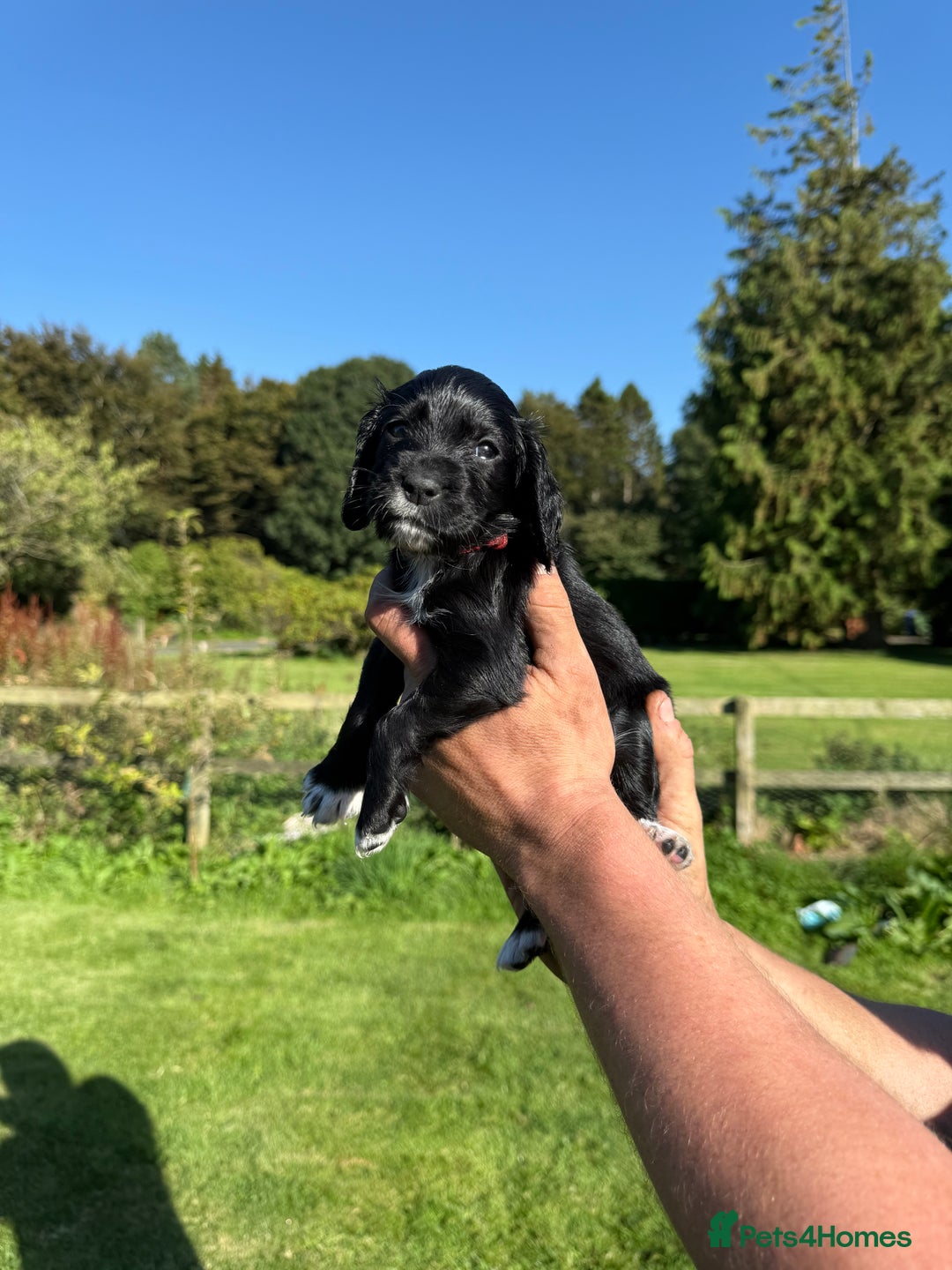 Cocker Spaniel dogs for sale: Working cocker spaniel - Image 19