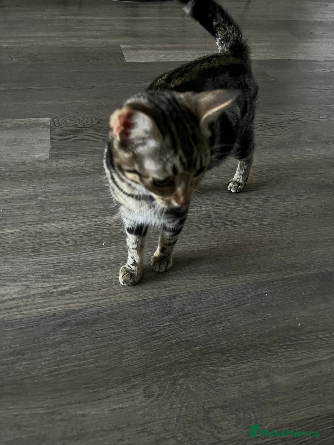 British Shorthair cats for sale: Bonded Sister Kittens for Rehoming - Advert 17