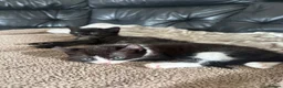 Mixed Breed cats for sale: Rare sphynx cross kittens  - Advert 4