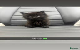 Mixed Breed cats for sale: 5 beautiful kittens  - Advert 3