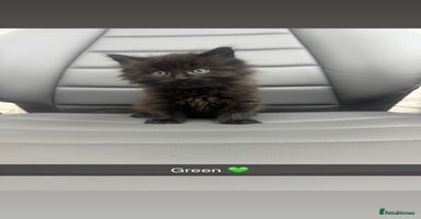 Mixed Breed cats 5 beautiful kittens  - Advert 7