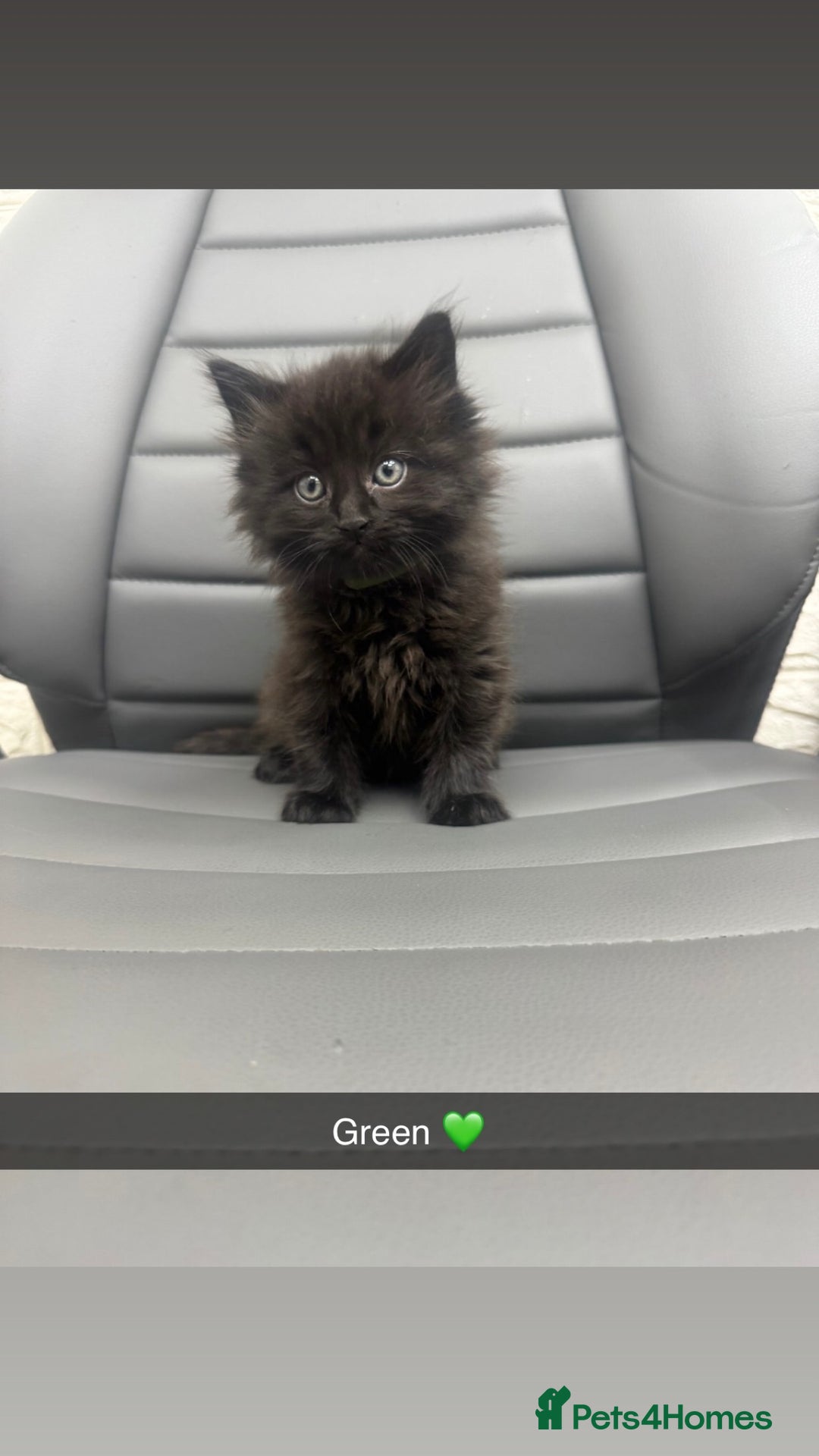 Mixed Breed cats for sale: 5 beautiful kittens  - Advert 3