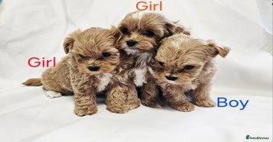Maltipoo dogs - Advert 4