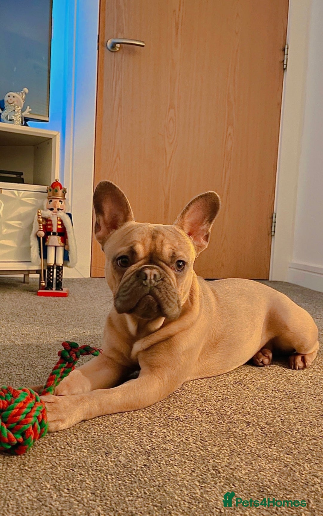 French Bulldog dogs for sale: 🩷Loving Family Dog Looking for a New Home🩷 - Advert 1