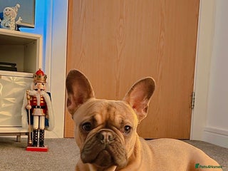 French Bulldog dogs 🩷Loving Family Dog Looking for a New Home🩷 - Advert 2