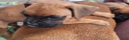 Boxer dogs for sale: Boxer puppies kc registered 5 star council licence - Advert 32