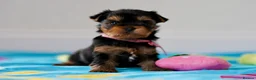 Yorkshire Terrier dogs for sale: Top Quality KC Reg Yorkshire Terrier Puppies - Advert 2