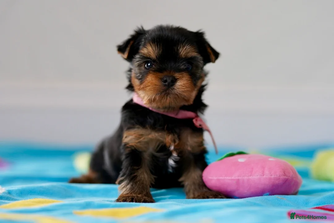 Yorkshire Terrier dogs for sale: Top Quality KC Reg Yorkshire Terrier Puppies - Advert 2