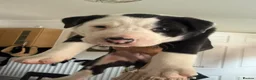 Mixed Breed dogs for sale: Old Tyme Collies looking for their forever home in Durham - Advert 21
